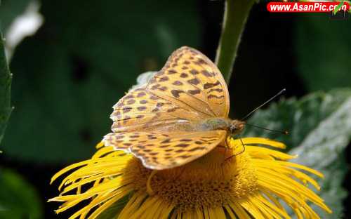 عکسهای زیبا برای پروفایا پروانه , دانلود زیباترین پروانه جهان 