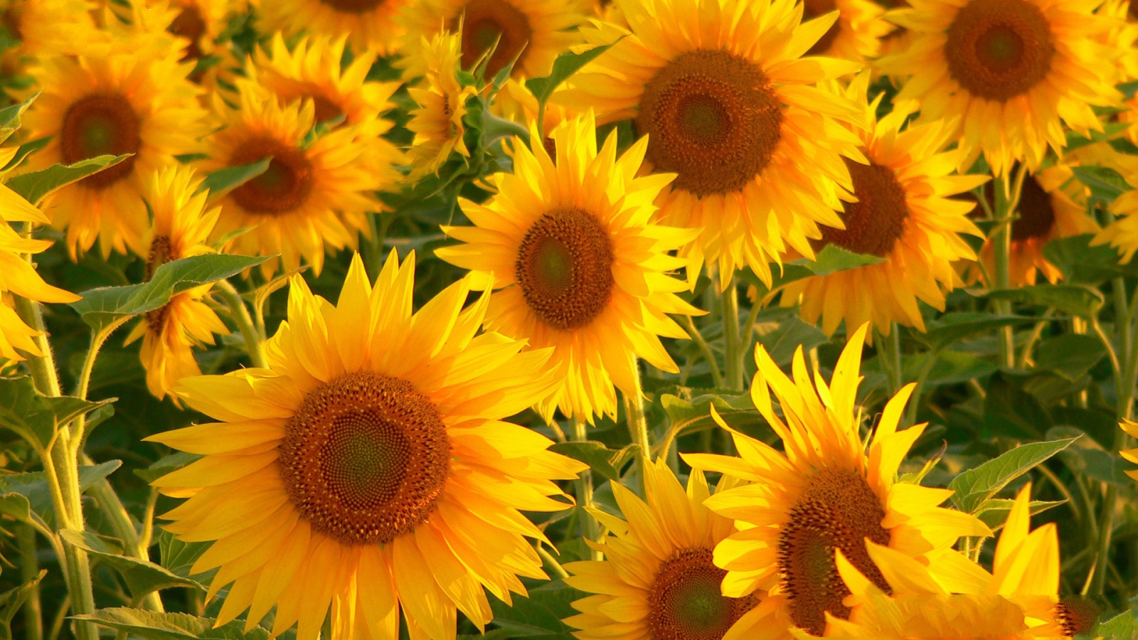 sunflowers-photo-aks.com