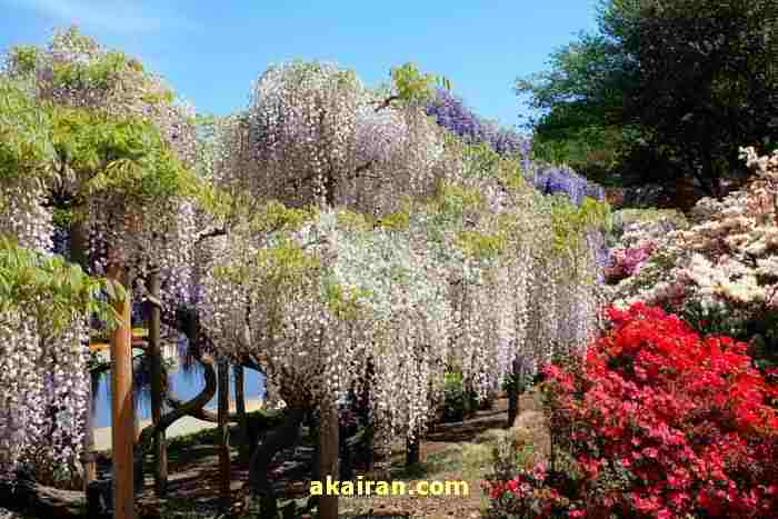 باغ زیبای گل در ژاپن یک
