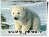 بچه خرس قطبی