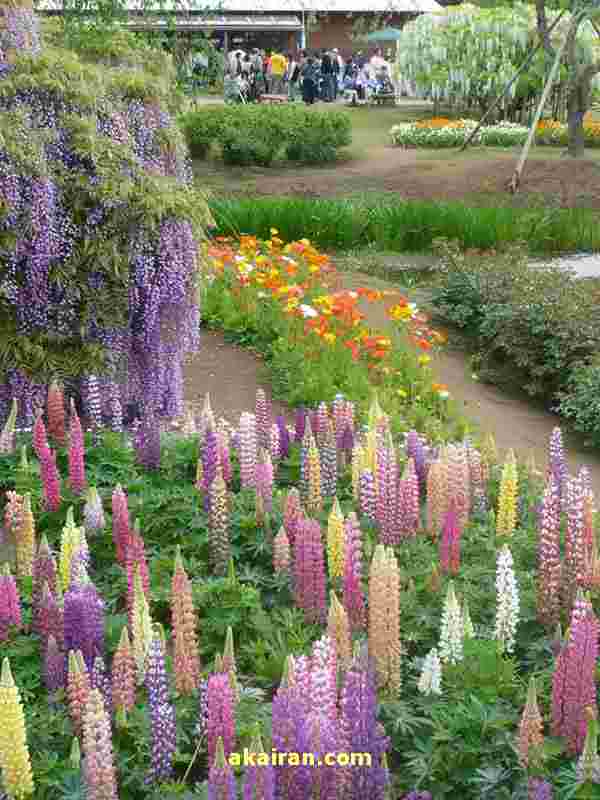 باغ زیبای گل در ژاپن یک