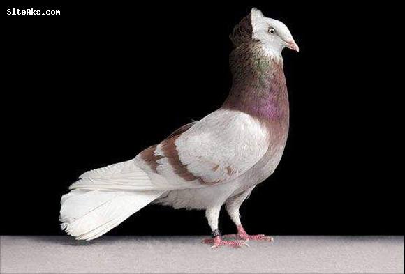عکس کبوترهای گرانقیمت