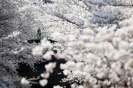 عکسهای جذاب,جشن شکوفه های گیلاس ,تصاویر جالب