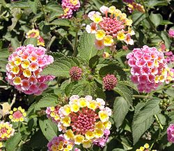 250px-Lantanaflowers.jpg