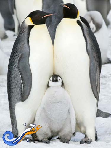 پنگوئن ها,پنگوئن های آقای پاپر,پنگوئن های امپراتور,[categoriy]