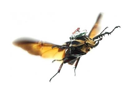 اخبار , اخبار علمی,توسعه حشرات سایبورگ,نحوه توسعه حشرات سایبورگ