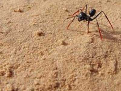 مورچه‌ها حساب می‌دانند!
