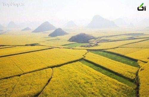 عکس های طبیعت,مزرعه های فوق زیبای دانه های کلزا +عکس مزرعه,چین