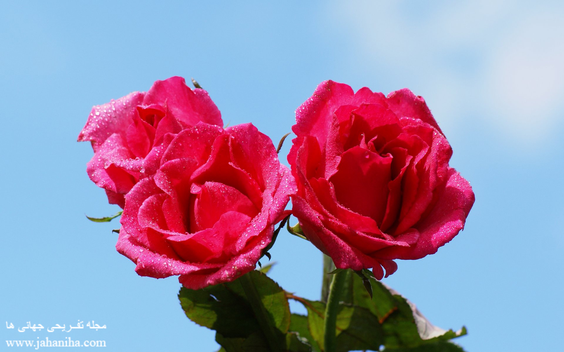 most beautiful roses