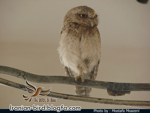 جغد کوچک - Little owl