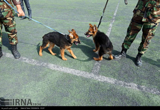 سگ های پلیس ایرانی 
