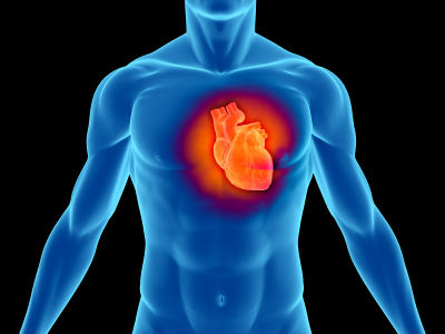 تحقیق دربارهی بیماری قلبی , اخرین تحقیق دانشمندان درباره قلب , همه چیز در مورد نارسایی قلبی 