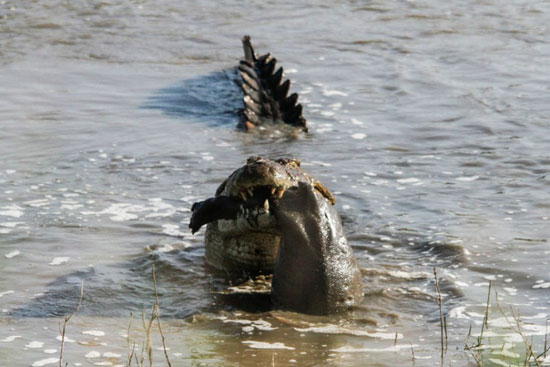 عکس: شکار هولناک اسب آبی توسط تمساح تمساح,اسب آبی,شکار,عکس های حوادث