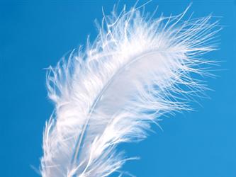 ang-feather.jpg
