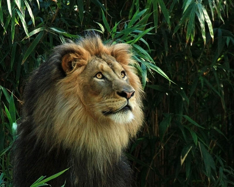 شیر سلطان جنگل