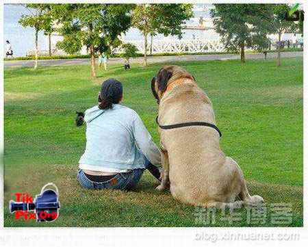 بهترین سگ دنیا , بزرگ ترین سگ ها , بزرگترین 