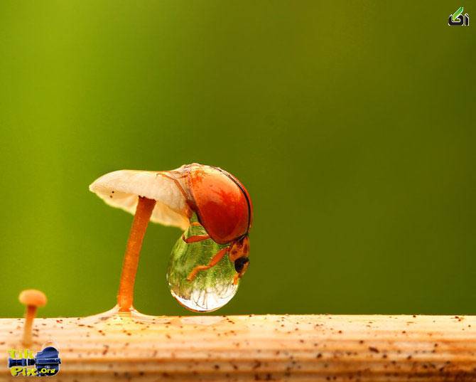 عکسهای شگفت انگیز و زیبا از دنیای حشرات - آکا
