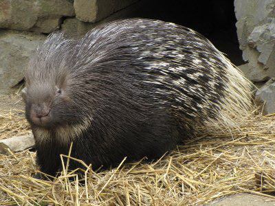 Indian_Crested_Porcupine_02_by.jpg