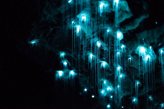 ,عکس: چراغانی با نور کرم های شب تاب طبیعت,زیبا,کرم شب تاب,دیدنی های امروز دیدنی های روزانه