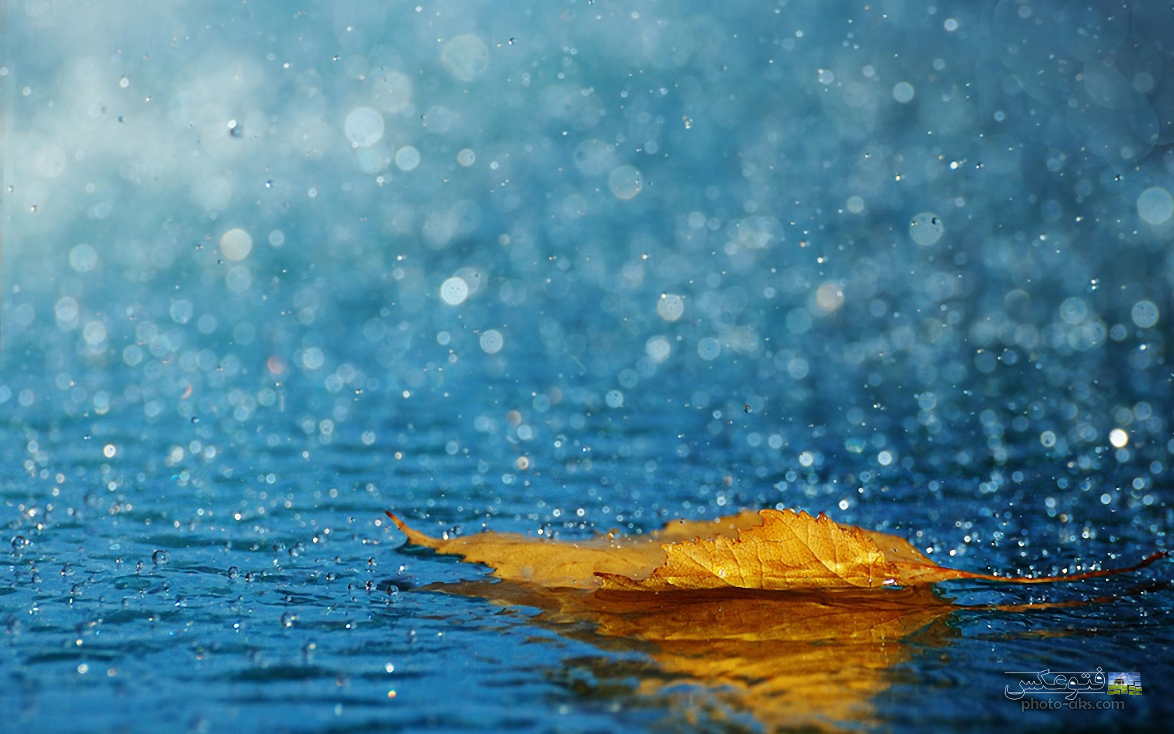 Rain Yellow Leave مقاله ای کامل در مورد باران اسیدی