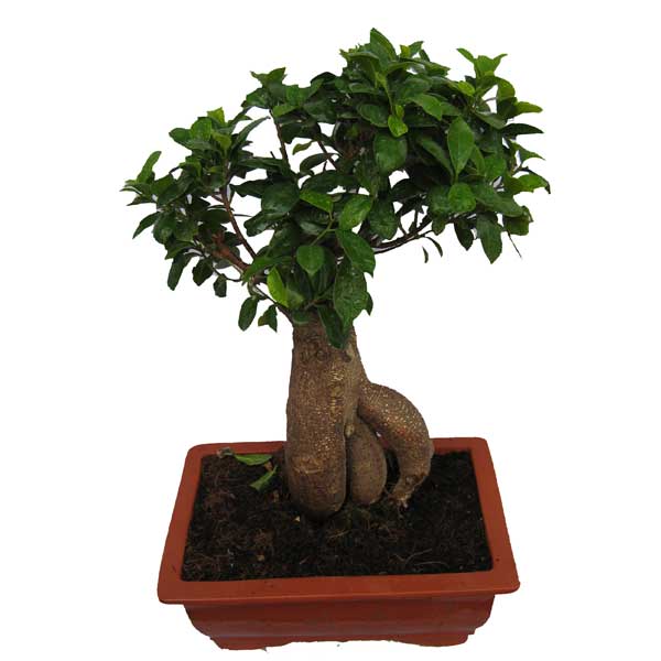 bonsai-1.jpg