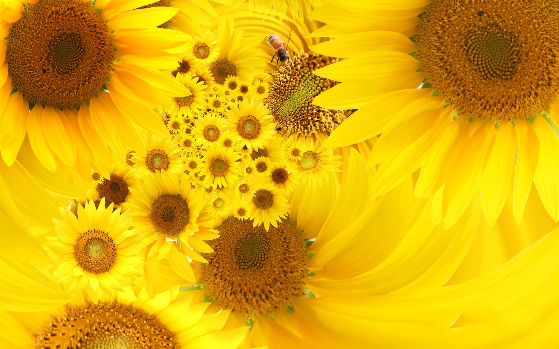 yellow-sunflowers(photo-aks.com)