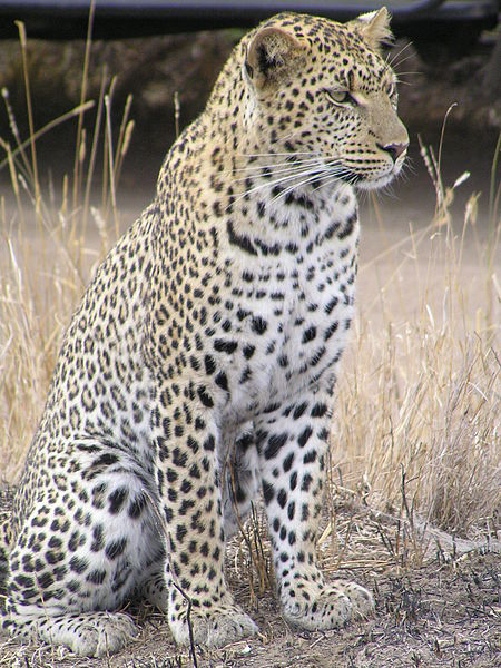 Leopard_africa.jpg
