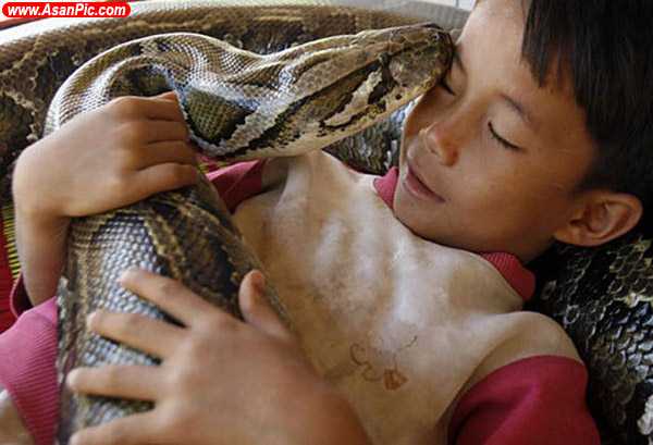 مار پبتون حیوان خانگی یک پسر بچه کامبوجی 