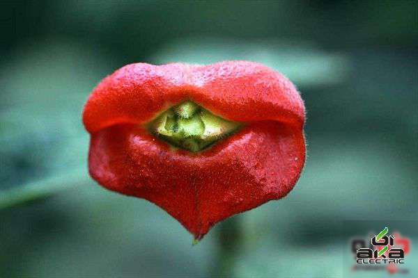 آیا این گل رژ لب زده است؟ +تصاویر,گیاه,گیاه لب داغ,عکس های طبیعت
