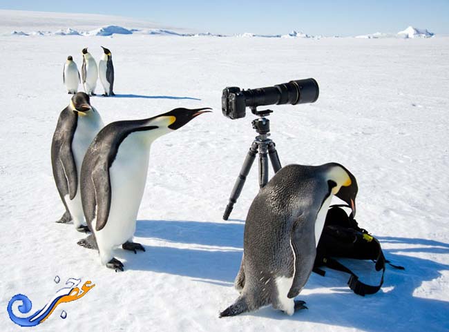 دنیای پنگوین ها 