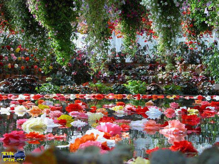 باغ گل , گلدان گل , تیک پیکس