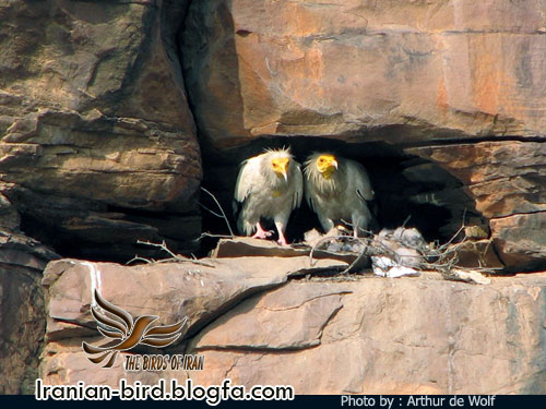 کرکس جنس نر و ماده - Male & Female Egyptian vulture