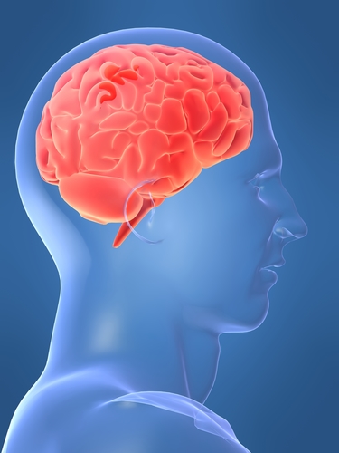 اطلاعات عمومی مغز , مقاله ای در مورد مغز انسان , اطلاعاتی در مورد مغز و اعصاب 