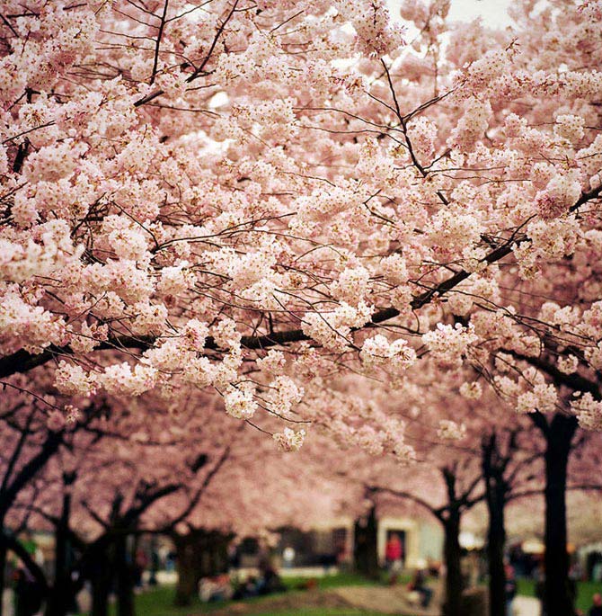 شکوفه های گیلاس,شکوفه های گیلاس اندی,شکوفه های گیلاس در ژاپن,عکس های طبیعت