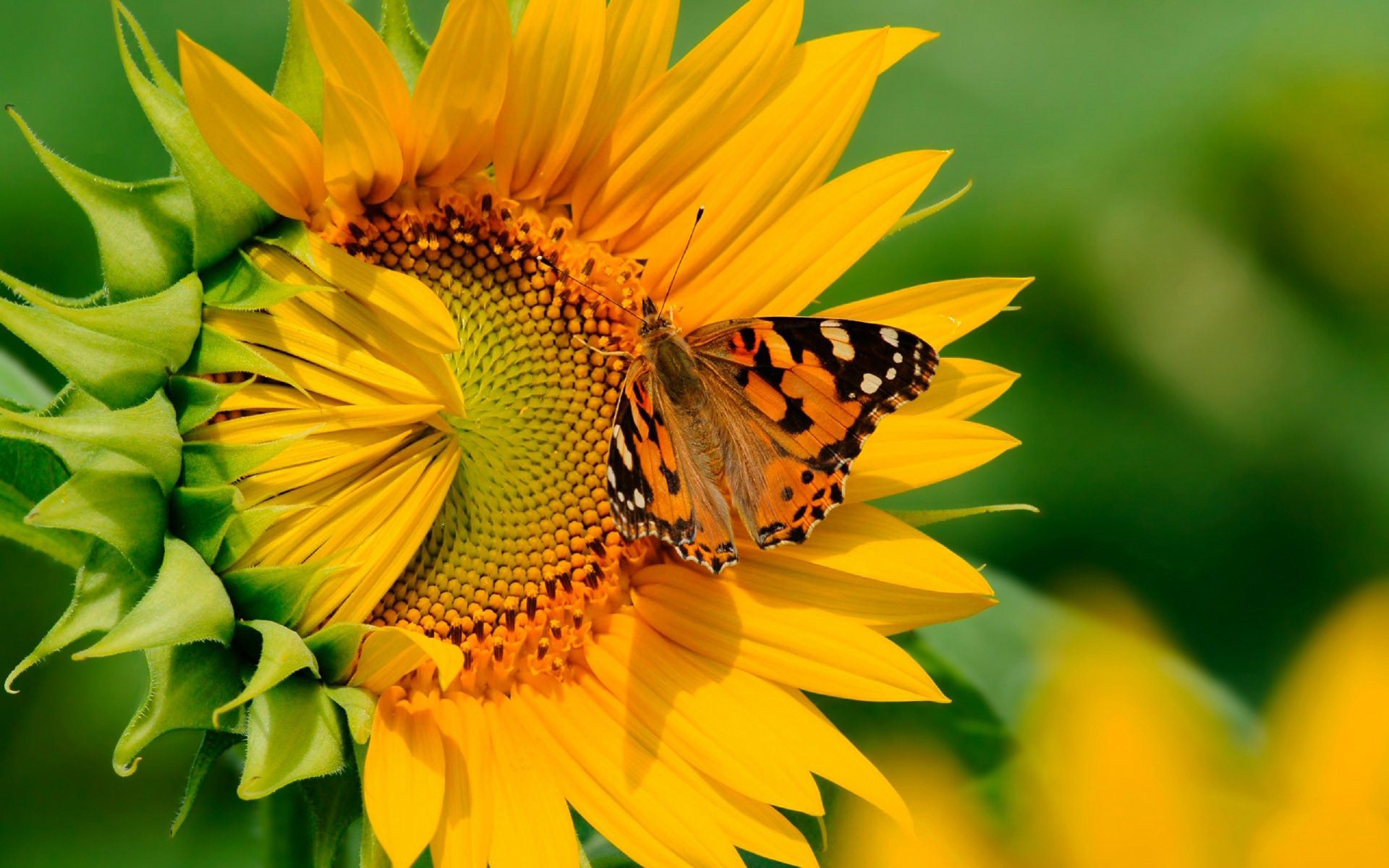 butterfly-on-sunflower