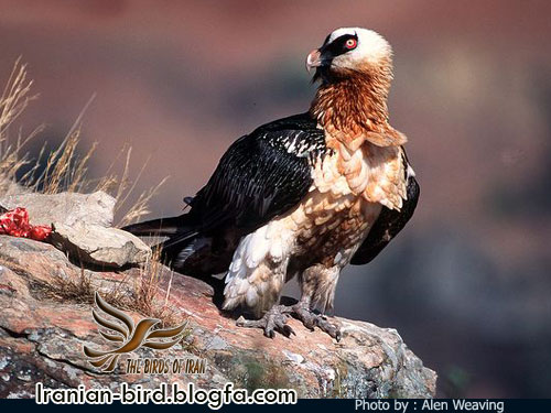 هما - همای سعادت - Bearded Vulture