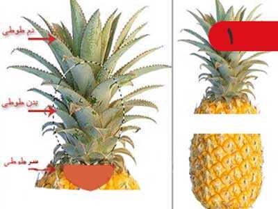 تزیین آناناس به شکل طوطی - آکا,سفره آرایی, میوه آرایی