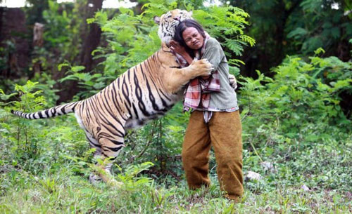 عکس حیوانات وحشی ,رابطه باورنکردنی این مرد با یک ببر ,عکس ببر,عکس های عجیب