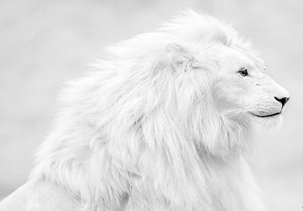 عکس حیوانات وحشی,عکس‌های شیر سفید
