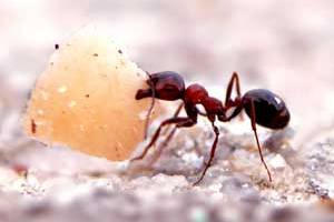 مورچه تا چند برابر وزن خود برمیادر , مورچه چند برابر وزن خودش را تحمل میکند؟ , وزن یک مورچه 