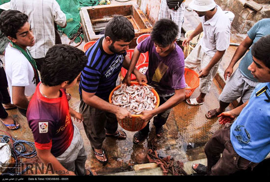 ,عکس: صیادی ماهی و میگو در بوشهر ماهی,اسکله,بوشهر,خواندنی ها و دیدنی ها