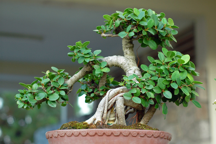 bonsai%2013.jpg