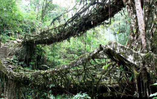 عکس درخت Root Bridges
