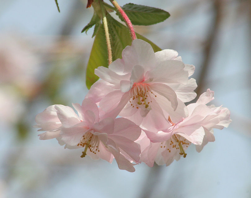 شکوفه‌های درخت گیلاس