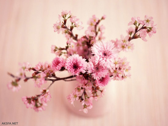 عکس زیباترین گل های جهان - AksFa.Net - عکسفا