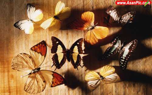 عکس پروانه های زیبا,عکس پروانه های زیبای جهان,دانلود عکس هایی از پروانه های زیبا,[categoriy]
