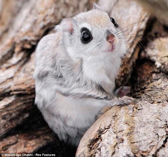 تصاویری از بامزه ترین سنجاب ها 