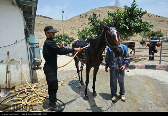 عکس: سگ‌های پلیس نیروی انتظامی یگان اسبواران,ناجا,سپکا,دیدنی های امروز دیدنی های روزانه