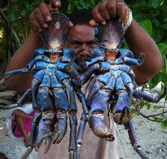 خرچنگ نارگیل خور - آکا