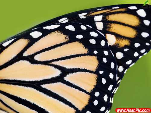 عکس پروانه های زیبا,عکس پروانه های زیبای جهان,دانلود عکس هایی از پروانه های زیبا,[categoriy]